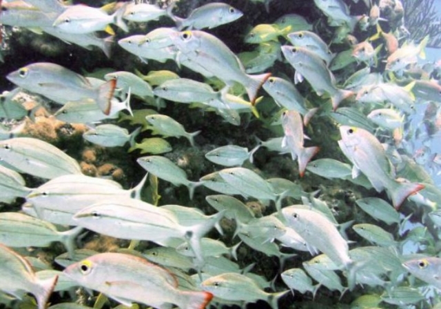 Snorkel entre muchas especies marinas